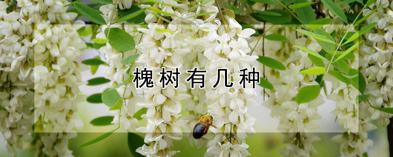 槐树有几种 槐树有几种,都叫什么名字