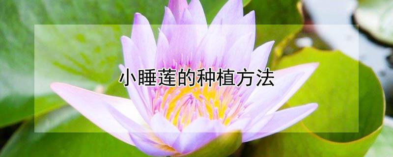 小睡莲的种植方法 小睡莲的种植方法和注意事项