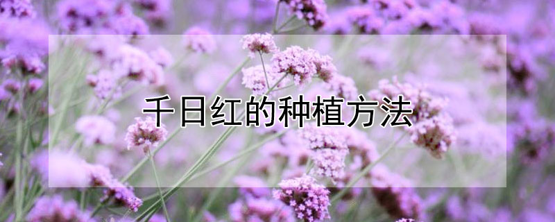千日红的种植方法 千日红的种植方法和注意事项