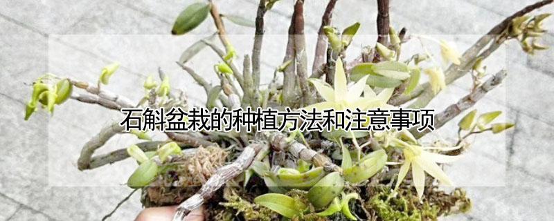 石斛盆栽的种植方法和注意事项 石斛盆栽的种植方法和注意事项北方