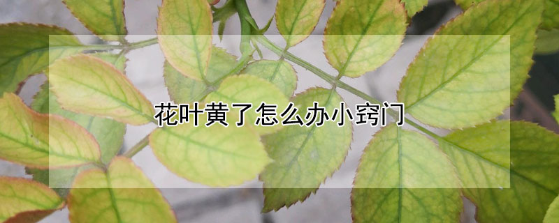 花叶黄了怎么办小窍门（栀子花叶黄了补救措施）