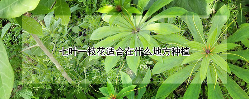七叶一枝花适合在什么地方种植（七叶一枝花适应什么地方种植）