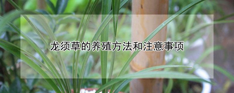 龙须草的养殖方法和注意事项 龙须草的养殖方法和注意事项视频