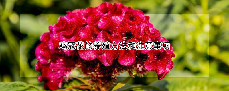 鸡冠花的养殖方法和注意事项 鸡冠花的养殖方法和注意事项视频