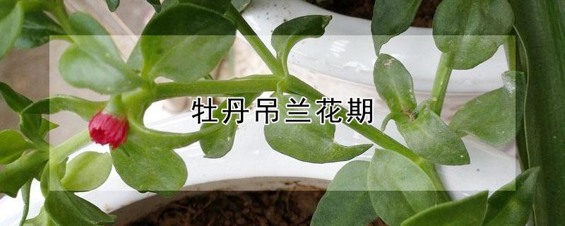 牡丹吊兰花期（牡丹吊兰花期是几月份开花）