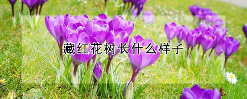 藏红花树长什么样子 藏红花树苗图片