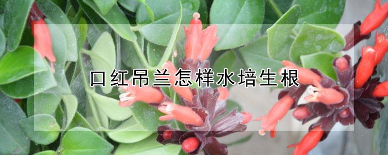 口红吊兰怎样水培生根（口红吊兰怎样水培生根发芽快）