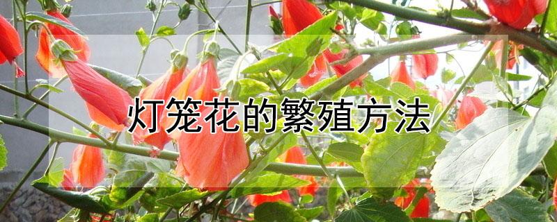 灯笼花的繁殖方法 灯笼花的繁殖方法有哪些
