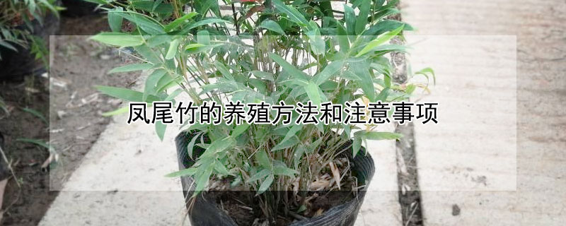 凤尾竹的养殖方法和注意事项 夏威夷凤尾竹的养殖方法和注意事项