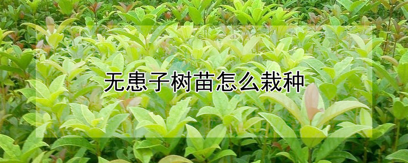 无患子树苗怎么栽种 无患子树苗怎么栽种方法