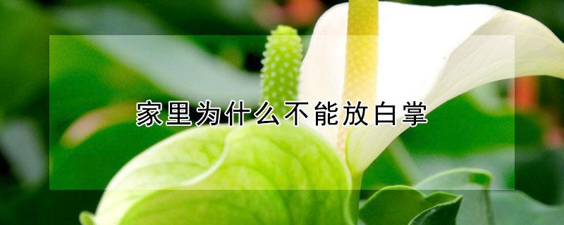 家里为什么不能放白掌 为什么家里不能养白掌原因是什么