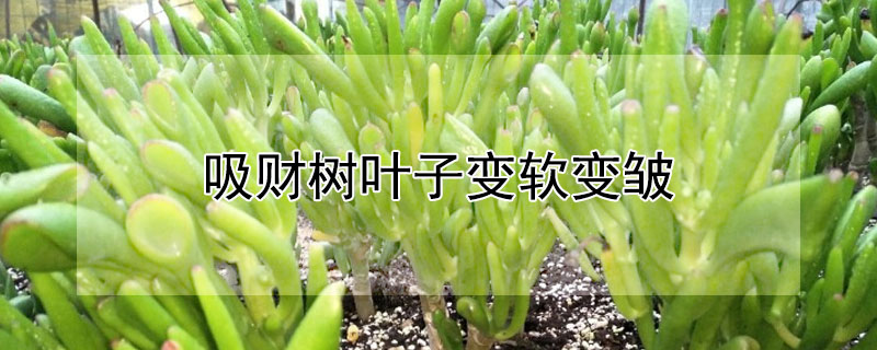 吸财树叶子变软变皱（吸财树叶子变软变皱怎么办）