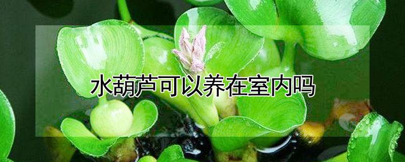 水葫芦可以养在室内吗（水葫芦能不能养在室内）
