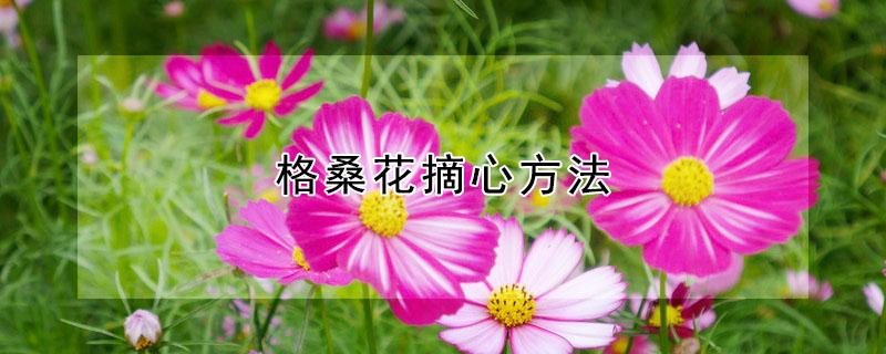 格桑花摘心方法（格桑花要摘顶吗）