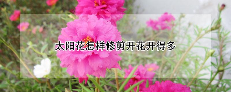 太阳花怎样修剪开花开得多（太阳花怎样修剪开花开得多一点）