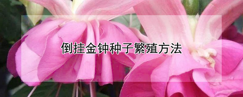 倒挂金钟种子繁殖方法（倒挂金钟种子的种植方法）