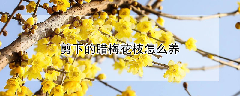 剪下的腊梅花枝怎么养 剪下来的腊梅枝怎么养