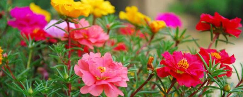太阳花花谢后怎么处理（太阳花花谢后怎么处理好）