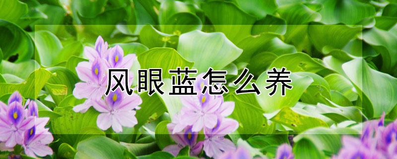 风眼蓝怎么养 风眼蓝什么时候开花