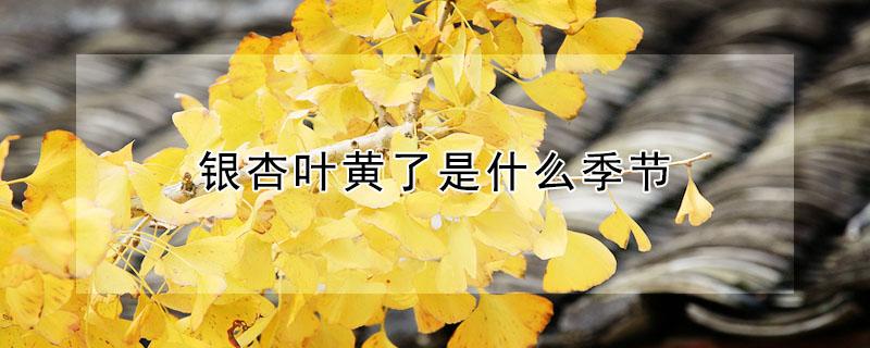银杏叶黄了是什么季节 银杏叶黄了是几月