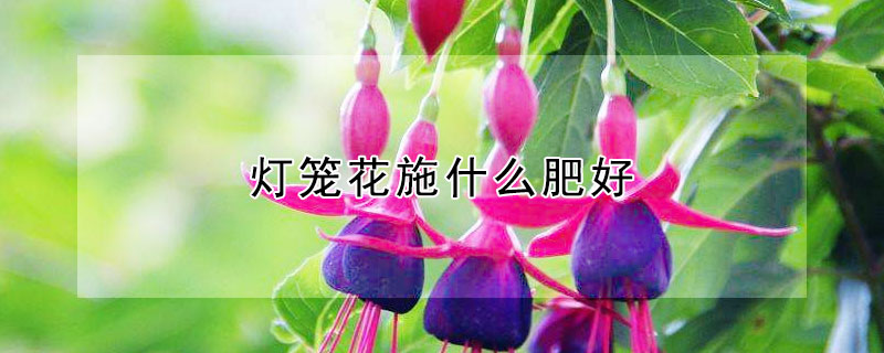 灯笼花施什么肥好 灯笼花上什么肥料好