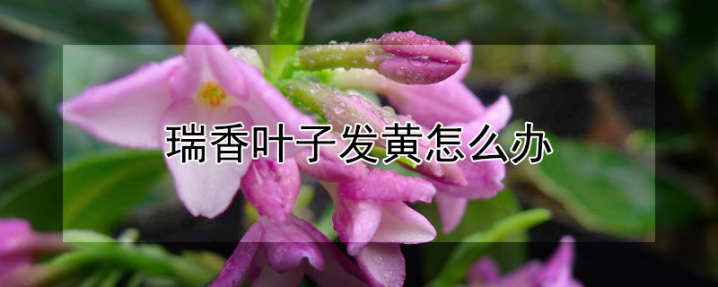 瑞香叶子发黄怎么办（瑞香叶子发黄掉落怎么补救）