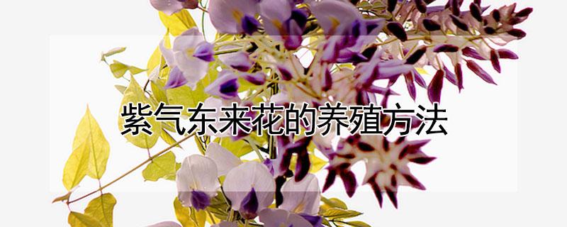紫气东来花的养殖方法（紫气东来花适合放在哪里）