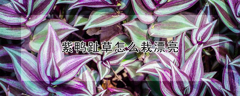 紫鸭趾草怎么栽漂亮 紫鸭趾草什么时候开花