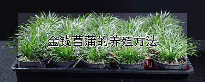 金钱菖蒲的养殖方法 金钱菖蒲的养殖方法和技术