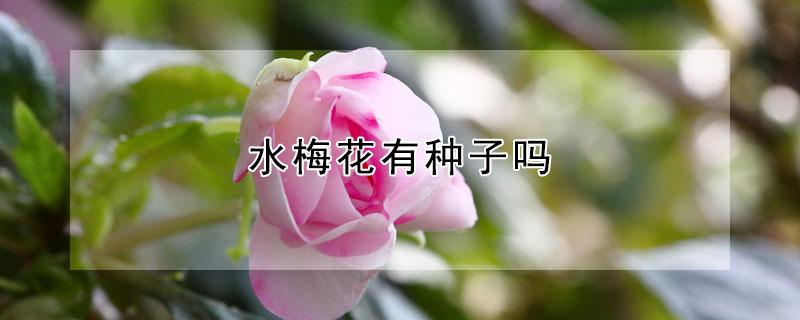水梅花有种子吗（水梅花有种子吗怎么种）
