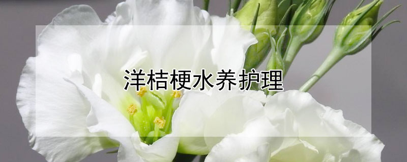 洋桔梗水养护理（洋桔梗水养注意事项）