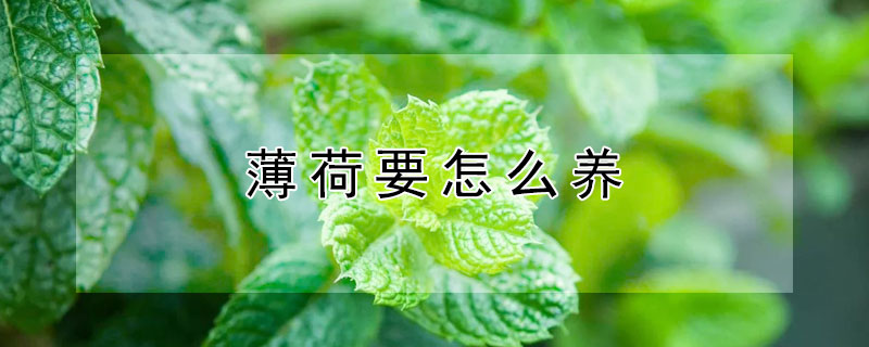 薄荷要怎么养（薄荷要怎么养好活）