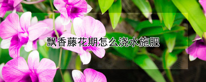 飘香藤花期怎么浇水施肥 飘香藤花期怎么浇水施肥视频