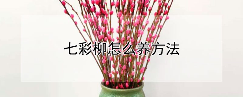 七彩柳怎么养方法（七彩柳怎么养方法图片）