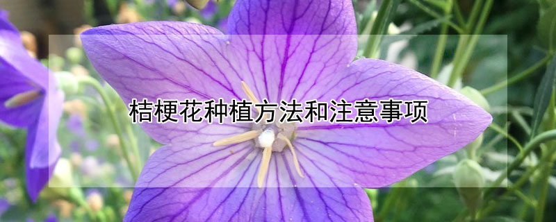 桔梗花种植方法和注意事项 桔梗花的种植方法