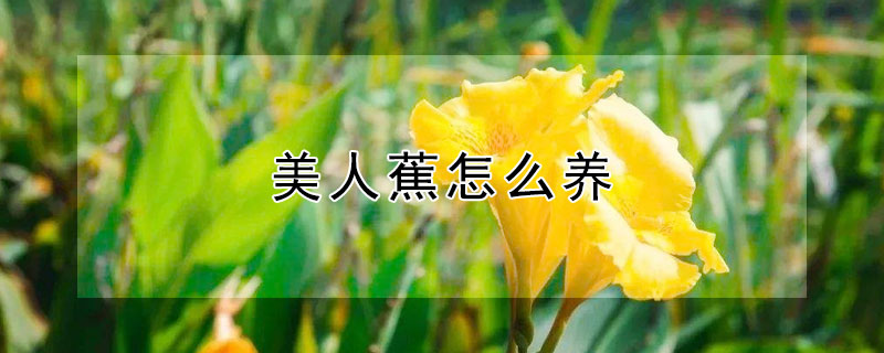 美人蕉怎么养 美人蕉怎么养护