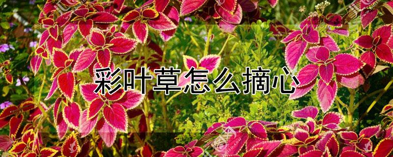 彩叶草怎么摘心（彩叶草摘心视频）