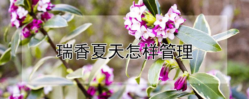 瑞香夏天怎样管理（瑞香夏季）