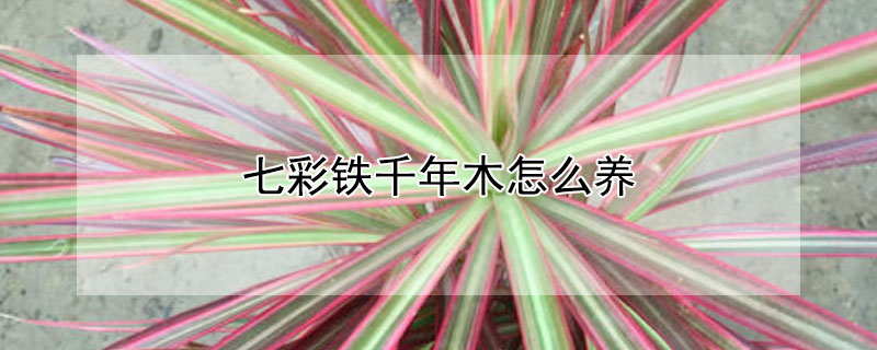 七彩铁千年木怎么养（七彩铁千年木怎么养成多头）