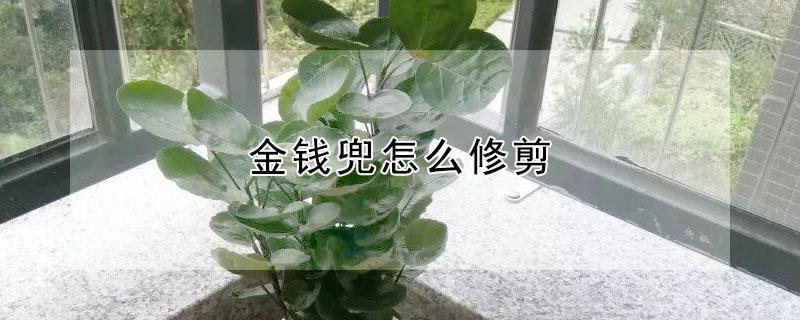 金钱兜怎么修剪（金钱兜怎么修剪枝叶视频）