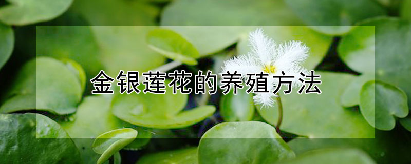金银莲花的养殖方法 金银莲花的养殖方法和技术
