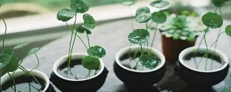 香菇草施什么肥（香菇草施什么肥好）