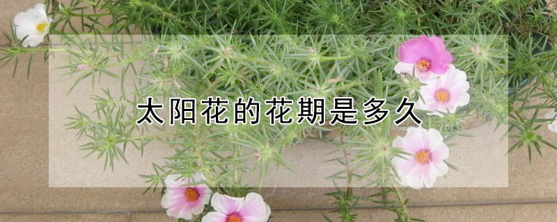 太阳花的花期是多久 太阳花的花期是多久啊