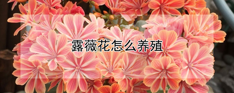 露薇花怎么养殖（露薇花夏季怎样养护）