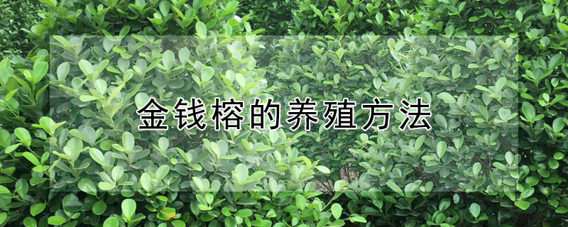 金钱榕的养殖方法 金钱榕的养殖方法和注意事项