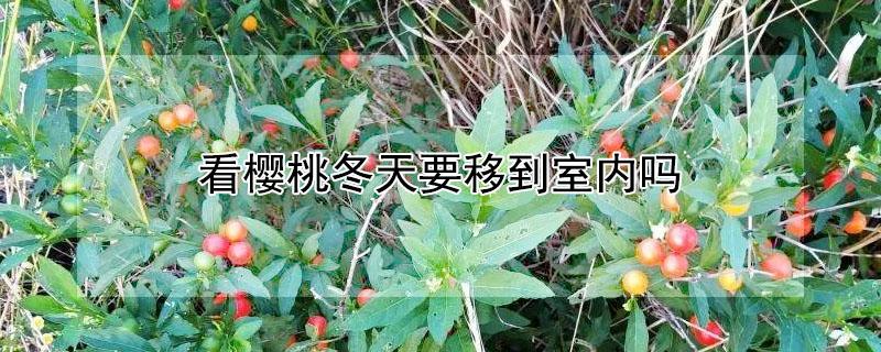看樱桃冬天要移到室内吗 看樱桃冬天要移到室内吗视频