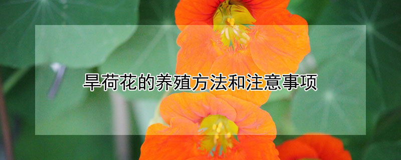 旱荷花的养殖方法和注意事项 旱荷花种子的种植方法和注意事项