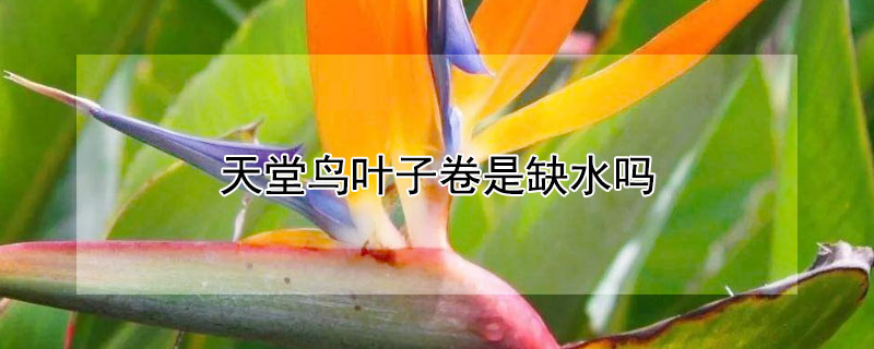 天堂鸟叶子卷是缺水吗 天堂鸟叶子卷了还能恢复吗