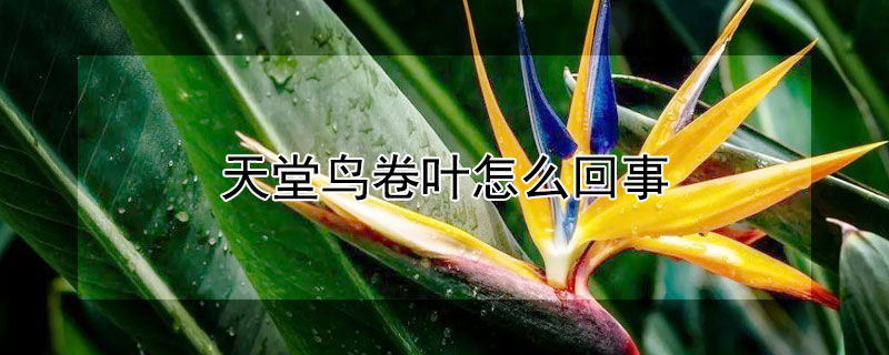 天堂鸟卷叶怎么回事（天堂鸟卷叶开裂怎么回事）