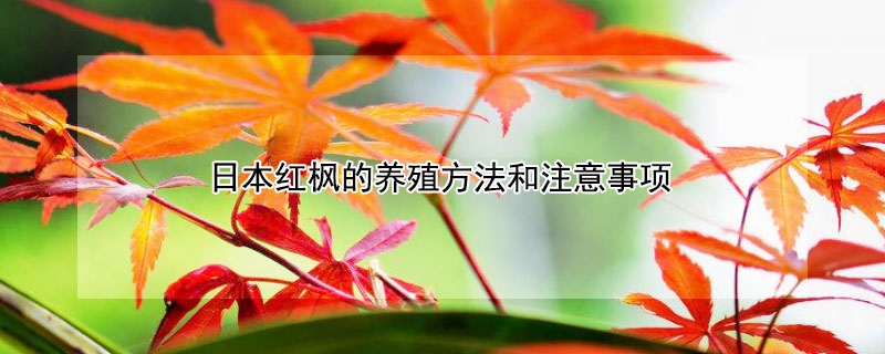 日本红枫的养殖方法和注意事项（盆栽日本红枫的养殖方法和注意事项）
